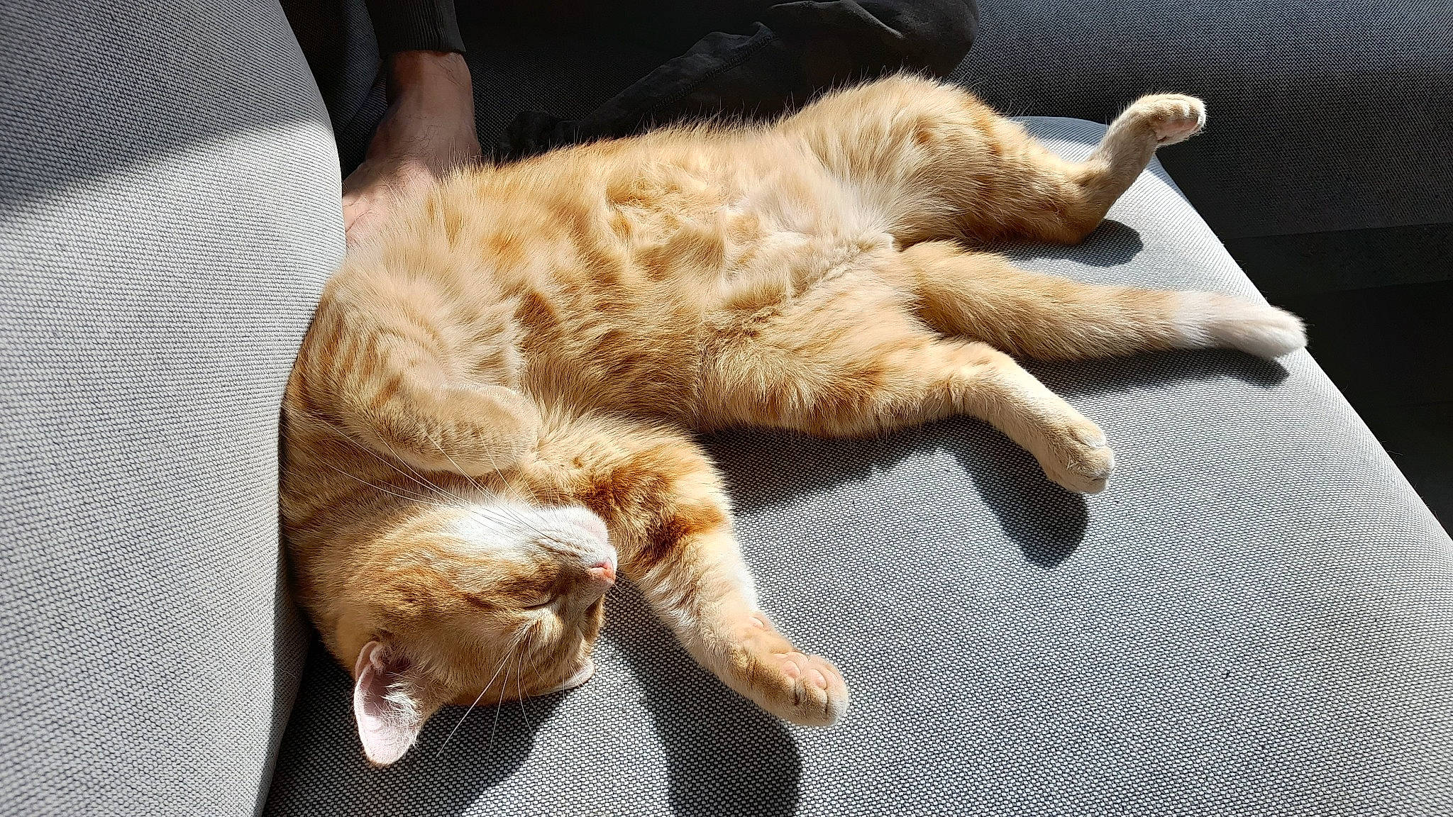 Jax a rejoint le concours — aidez-le/la à gagner de superbes lots ! carnivore, cat, claw, comfort, domestic_short_haired_cat, fawn, felidae, flooring, fur, gesture, nap, paw, small_to_medium_sized_cats, sporting_group, tail, whiskers, wood