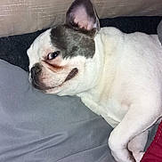 Tokyo participe au concours pour gagner de l'argent avec cette photo : dog, french_bulldog, pet, animal, lying_down, sleepy, face, ears, short_nose, white_fur, gray_markings, bed, blanket, bedding, indoors, portrait, closeup, relaxed, cozy, funny_expression