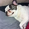 dog, french_bulldog, pet, animal, lying_down, sleepy, face, ears, short_nose, white_fur, gray_markings, bed, blanket, bedding, indoors, portrait, closeup, relaxed, cozy, funny_expression
