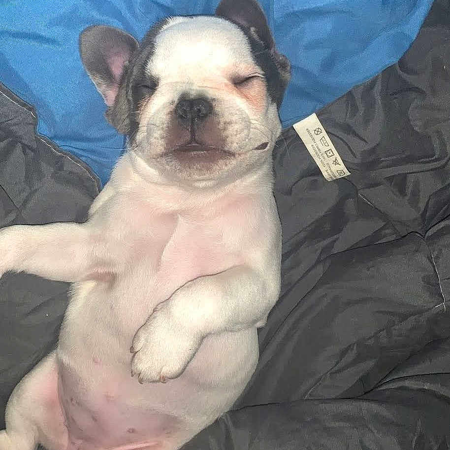 Tokyo participe au concours pour gagner de l'argent avec cette photo : dog, puppy, french_bulldog, sleeping, lying_down, belly_up, paws, closed_eyes, wrinkled_face, black_and_white, pet, animal, cute, adorable, indoors, blanket, fabric, relaxed, portrait, funny