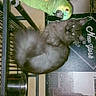 cat, parrot, bird, pet, animal, fluffy, gray_cat, green_parrot, feathers, fur, cage, metal_bars, water_bowl, indoor, home, wall_art, portrait, companionship, unusual_pair, photography