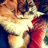 cat, long_haired_cat, fluffy, furry, pet, animal, sleeping, relaxed, upside_down, whiskers, pointed_ears, green_eyes, tabby, brown_fur, white_fur, red_blanket, indoor, cozy, close_up, portrait