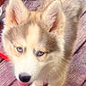 Moxie joined the competition — help win amazing prizes! husky, puppy, dog, blue_eyes, fur, tongue, leash, wooden_deck, outdoor, pet, animal, cute, fluffy, canine, looking_up, young, domestic_animal, close_up, natural_light, portrait
