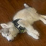 Moxie is registered to the contest to win money with this photo: puppy, dog, sleeping, fur, harness, wooden_floor, pet, cute, animal, domestic_animal, resting, adorable, canine, young_dog, indoors, fluffy, quiet, relaxation, peaceful, small