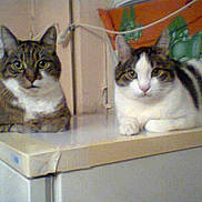 Tommy et mickey a rejoint le concours — aidez-le/la à gagner de superbes lots !