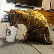 Hazel is registered to the contest to win money with this photo: cat, tabby_cat, starbucks_cup, cup, bed, sheet, indoor, television, dresser, furniture, pet, whiskers, paw, close_up, drinking, mammal, domestic_animal, curious, room, bedroom