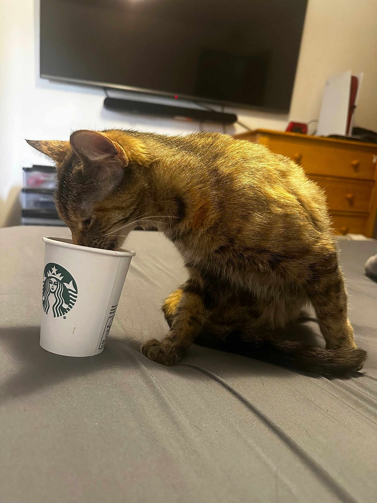 Hazel joined the competition — help win amazing prizes! cat, tabby_cat, starbucks_cup, cup, bed, sheet, indoor, television, dresser, furniture, pet, whiskers, paw, close_up, drinking, mammal, domestic_animal, curious, room, bedroom