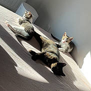 Cannelle participe au concours pour gagner de l'argent avec cette photo : animal, bed, black, cat, cats, cozy, curious, domestic, feline, fur, indoor, minimalistic, pet, relaxing, resting, shadow, striped, sunlight, tabby, white