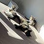 animal, bed, black, cat, cats, cozy, curious, domestic, feline, fur, indoor, minimalistic, pet, relaxing, resting, shadow, striped, sunlight, tabby, white