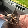 Cannelle participe au concours pour gagner de l'argent avec cette photo : animal, car_interior, cat, closeup, clothing, curious, daylight, eyes, fur, hand, indoor, jeans, kitten, lap, person, pet, pink_jacket, seat, tortoiseshell, window