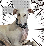 Tess a rejoint le concours — aidez-le/la à gagner de superbes lots ! dog, pet, animal, greyhound, collar, tag, resting, comic_style, cartoon_background, text_overlay, wow, thought_bubble, white_background, black_lines, portrait, closeup, laying_down, expression, ears, calm