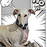 dog, pet, animal, greyhound, collar, tag, resting, comic_style, cartoon_background, text_overlay, wow, thought_bubble, white_background, black_lines, portrait, closeup, laying_down, expression, ears, calm