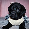 Nova joined the competition — help win amazing prizes! puppy, dog, black_dog, sweater, cute, pet, animal, lying_down, indoor, soft_surface, plaid, adorable, young_dog, canine, portrait, fur, looking, cozy, domestic_animal, whiskers