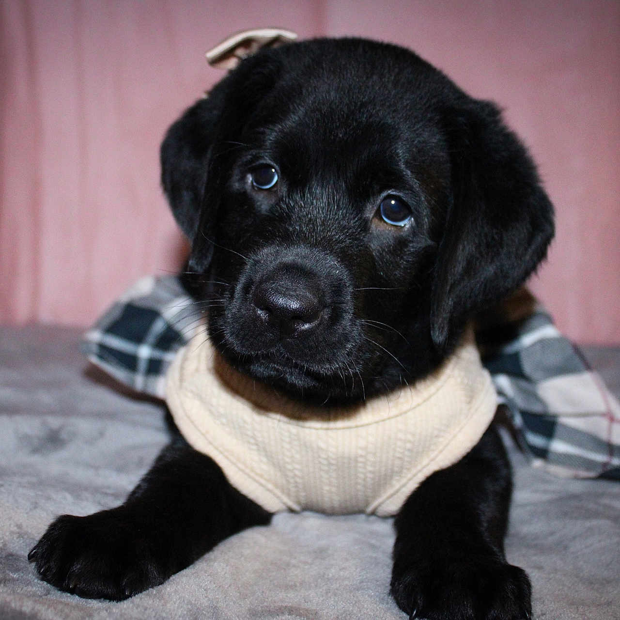 Nova