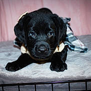 Nova joined the competition — help win amazing prizes! puppy, dog, black_dog, pet, cute, bed, crate, plaid, outfit, young, animal, indoor, soft, fur, looking, resting, adorable, closeup, portrait, canine