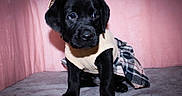 Nova joined the competition — help win amazing prizes! puppy, dog, black_dog, pet, clothing, sweater, skirt, cute, indoor, blanket, pink_background, animal, young, adorable, soft_texture, cozy, fur, sitting, portrait, small