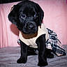 puppy, dog, black_dog, pet, clothing, sweater, skirt, cute, indoor, blanket, pink_background, animal, young, adorable, soft_texture, cozy, fur, sitting, portrait, small
