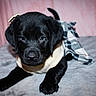 Nova is registered to the contest to win money with this photo: puppy, black_dog, dog, pet, animal, cute, clothing, sweater, plaid_skirt, indoor, blanket, soft, pink_background, laying_down, young, fur, portrait, adorable, closeup, paw