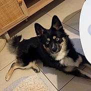 Aiko a rejoint le concours — aidez-le/la à gagner de superbes lots ! dog, indoor, tile_floor, blue_eyes, black_fur, tan_fur, wooden_furniture, curious, pet, domestic_animal, relaxed, canine, floor, ears_up, animal, companion, looking_up, cozy, home, furniture