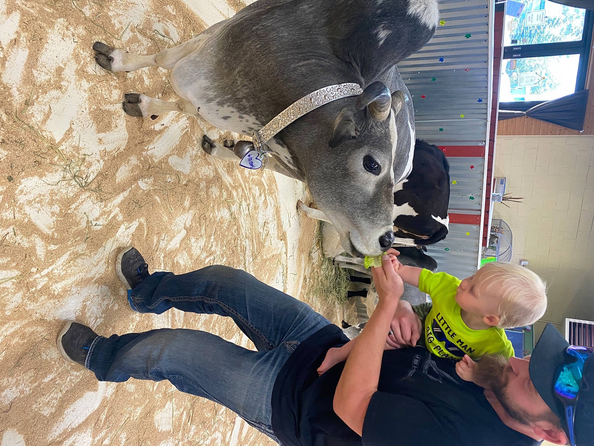 Kooper is registered to the contest to win money with this photo: bridle, canidae, costume, dog_breed, fawn, fun, fur, hat, headwear, horse_tack, human_leg, knee, leisure, pack_animal, person, personal_protective_equipment, recreation, shoe, shorts, television