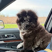 Marlo is registered to the contest to win money with this photo: dog, fluffy, curly_fur, car_interior, passenger_seat, window, side_mirror, grass, trees, seatbelt, black_and_white, pet, canine, portrait, animal, nature_background, daylight, fur_texture, indoors, companion