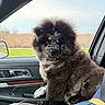 dog, fluffy, curly_fur, car_interior, passenger_seat, window, side_mirror, grass, trees, seatbelt, black_and_white, pet, canine, portrait, animal, nature_background, daylight, fur_texture, indoors, companion