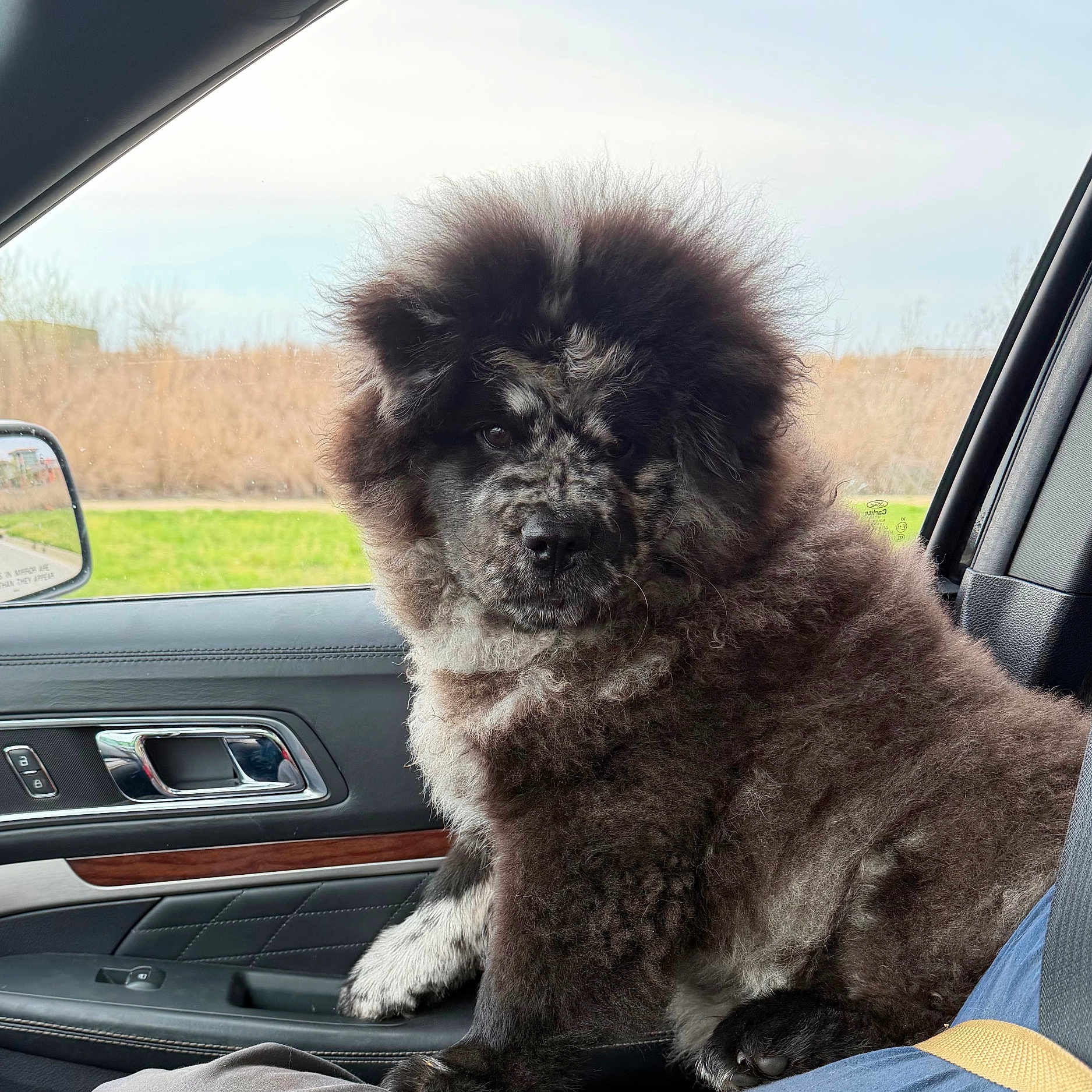 Marlo is registered to the contest to win money with this photo: dog, fluffy, curly_fur, car_interior, passenger_seat, window, side_mirror, grass, trees, seatbelt, black_and_white, pet, canine, portrait, animal, nature_background, daylight, fur_texture, indoors, companion