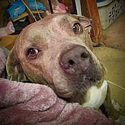 Loca is registered to the contest to win money with this photo: animal, blanket, brown, canine, carpet, close_up, cozy, dog, domestic, ears, face, fur, household, indoor, looking_up, pet, resting, snout, soft_texture, white