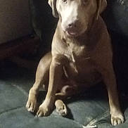 Brownie is registered to the contest to win money with this photo: dog, couch, pet, indoor, brown_dog, sitting, animal, furniture, canine, looking_at_camera, domestic_animal, companion, paw, snout, ears, fur, household, resting, home, blur