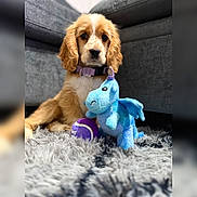 Bella is registered to the contest to win money with this photo: animal, blue_dragon, carpet, collar, companion, couch, cozy, cute, dog, fluffy_rug, fur, golden, indoor, pet, pet_toy, plush_toy, puppy, tennis_ball, toy, young_dog
