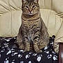 animal, blanket, cat, chair, cozy, cute, domestic, ears, eyes, feline, fur, furniture, home, indoor, paw_prints, pet, relaxed, sitting, tabby_cat, whiskers