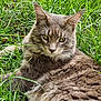 animal, cat, close_up, cute, domestic_cat, fluffy, fur, grass, green, lying_down, mammal, nature, outdoor, pet, portrait, relaxed, tabby, whiskers, wildlife, yellow_eyes