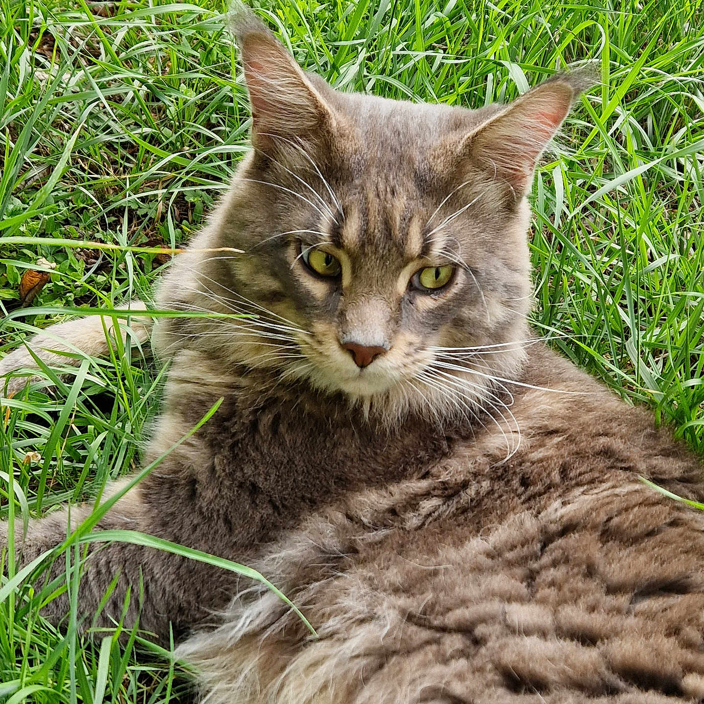 Tresor a rejoint le concours — aidez-le/la à gagner de superbes lots ! animal, cat, close_up, cute, domestic_cat, fluffy, fur, grass, green, lying_down, mammal, nature, outdoor, pet, portrait, relaxed, tabby, whiskers, wildlife, yellow_eyes