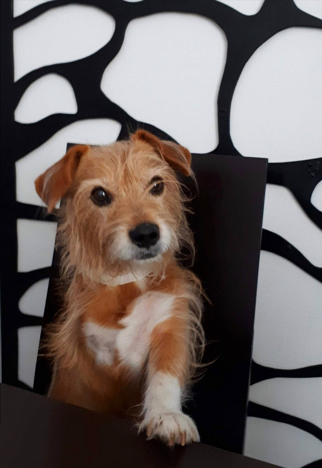 Caramelle a rejoint le concours — aidez-le/la à gagner de superbes lots ! brown, canidae, carnivore, companion_dog, dog, dog_breed, dog_supply, fawn, liver, pet_supply, snout, sporting_group, whiskers, working_animal, working_dog