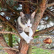 Tchoupi participe au concours pour gagner de l'argent avec cette photo : animal, branches, cat, climbing, close_up, feline, garden, gray_fur, green_eyes, nature, outdoor, pet, pine_tree, portrait, sitting, tree, tuxedo_cat, whiskers, white_paws, wildlife