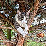 animal, branches, cat, climbing, close_up, feline, garden, gray_fur, green_eyes, nature, outdoor, pet, pine_tree, portrait, sitting, tree, tuxedo_cat, whiskers, white_paws, wildlife