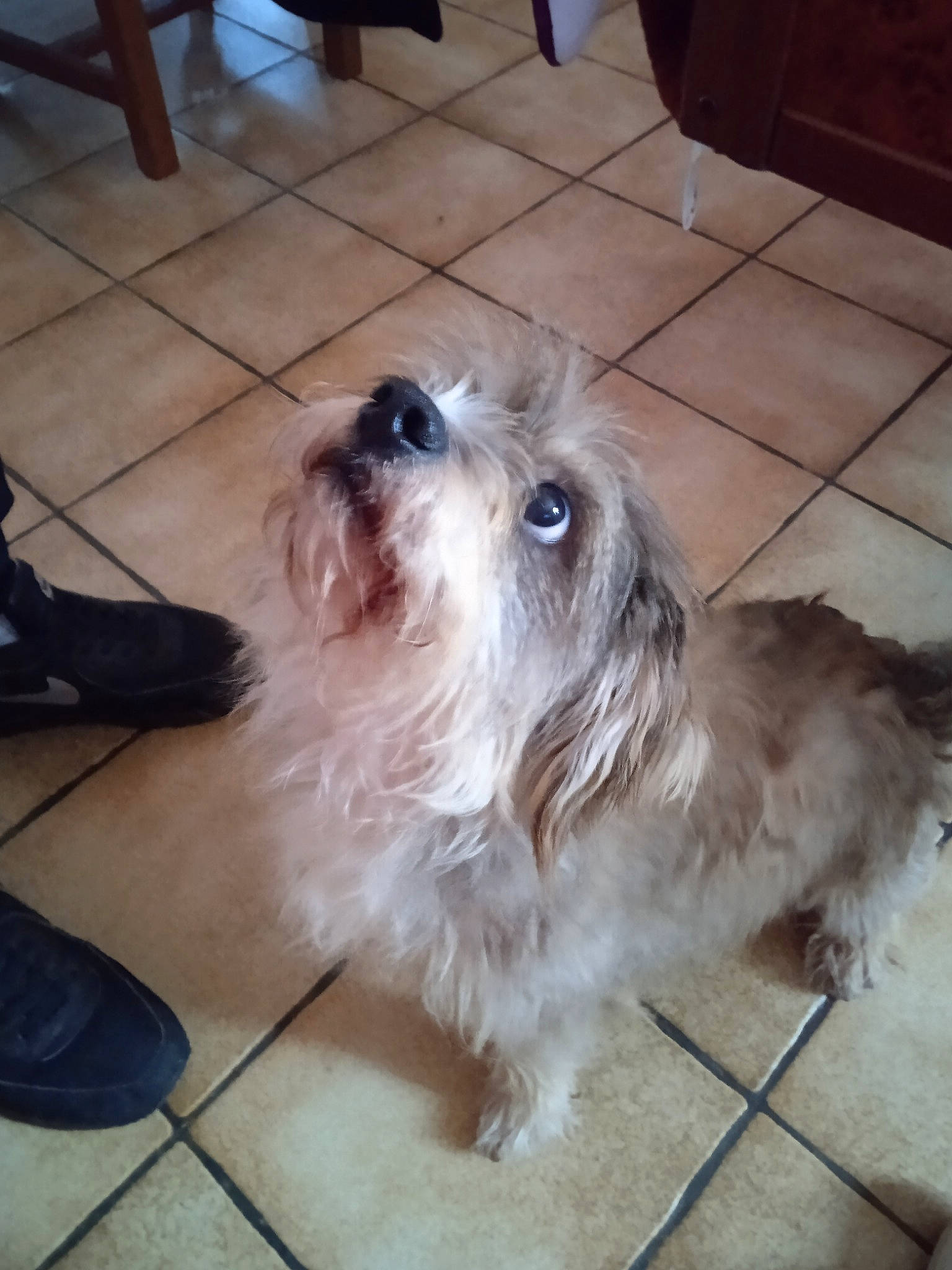 Ringot a rejoint le concours — aidez-le/la à gagner de superbes lots ! canidae, carnivore, companion_dog, dog, dog_breed, floor, flooring, fur, hardwood, liver, non_sporting_group, poodle_crossbreed, shih_poo, small_terrier, snout, sporting_group, terrier, toy_dog, working_animal