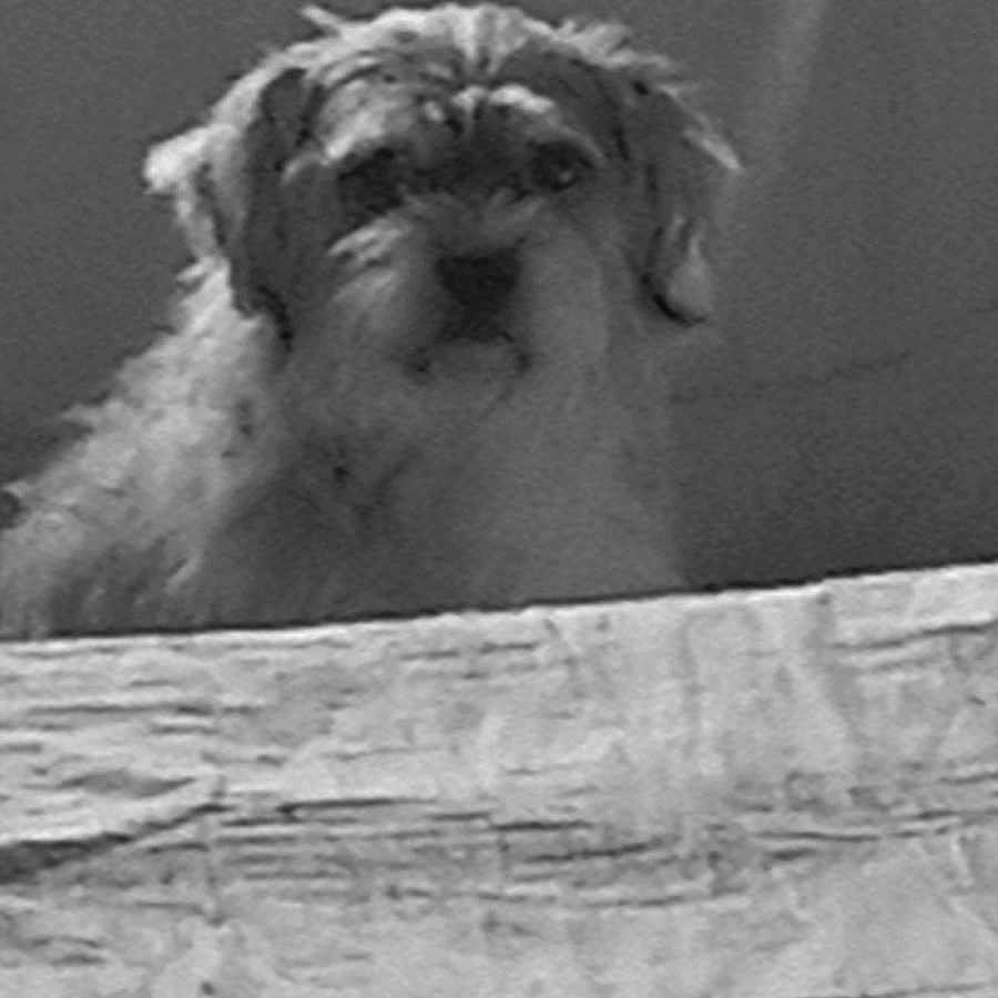 Ringot a rejoint le concours — aidez-le/la à gagner de superbes lots ! adult, affenpinscher, airedale, animal, bride, canine, couch, dog, face, female, furniture, head, person, pet, poodle, puppy, terrier, wedding, whitedog, woman