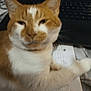 cat, orange_cat, white_cat, pet, feline, indoor, paper, notebook, keyboard, laptop, close_up, blurred, relaxed, sleepy, paw, table, writing, desk, home, animal