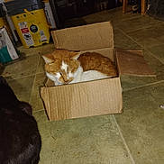 Simba joined the competition — help win amazing prizes! cat, cardboard_box, floor, indoor, tile, black_cat, orange_cat, pet, animal, domestic, resting, box, household, room, feline, two_animals, fur, quiet, companions, relaxing