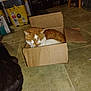 cat, cardboard_box, floor, indoor, tile, black_cat, orange_cat, pet, animal, domestic, resting, box, household, room, feline, two_animals, fur, quiet, companions, relaxing