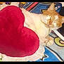 cat, orange_cat, white_cat, heart_pillow, red_pillow, blanket, patterned_blanket, resting_cat, sleeping_cat, indoor, pet, feline, collar, golden_collar, cozy, soft_pillow, home, cute_cat, animal, relaxing