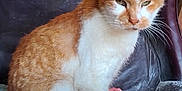 Simba is registered to the contest to win money with this photo: cat, ginger_cat, white_cat, pet, animal, feline, sitting, chair, leather_chair, indoor, fur, whiskers, face, ears, eyes, nose, paw, resting, domestic_cat, portrait