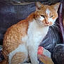 cat, ginger_cat, white_cat, pet, animal, feline, sitting, chair, leather_chair, indoor, fur, whiskers, face, ears, eyes, nose, paw, resting, domestic_cat, portrait