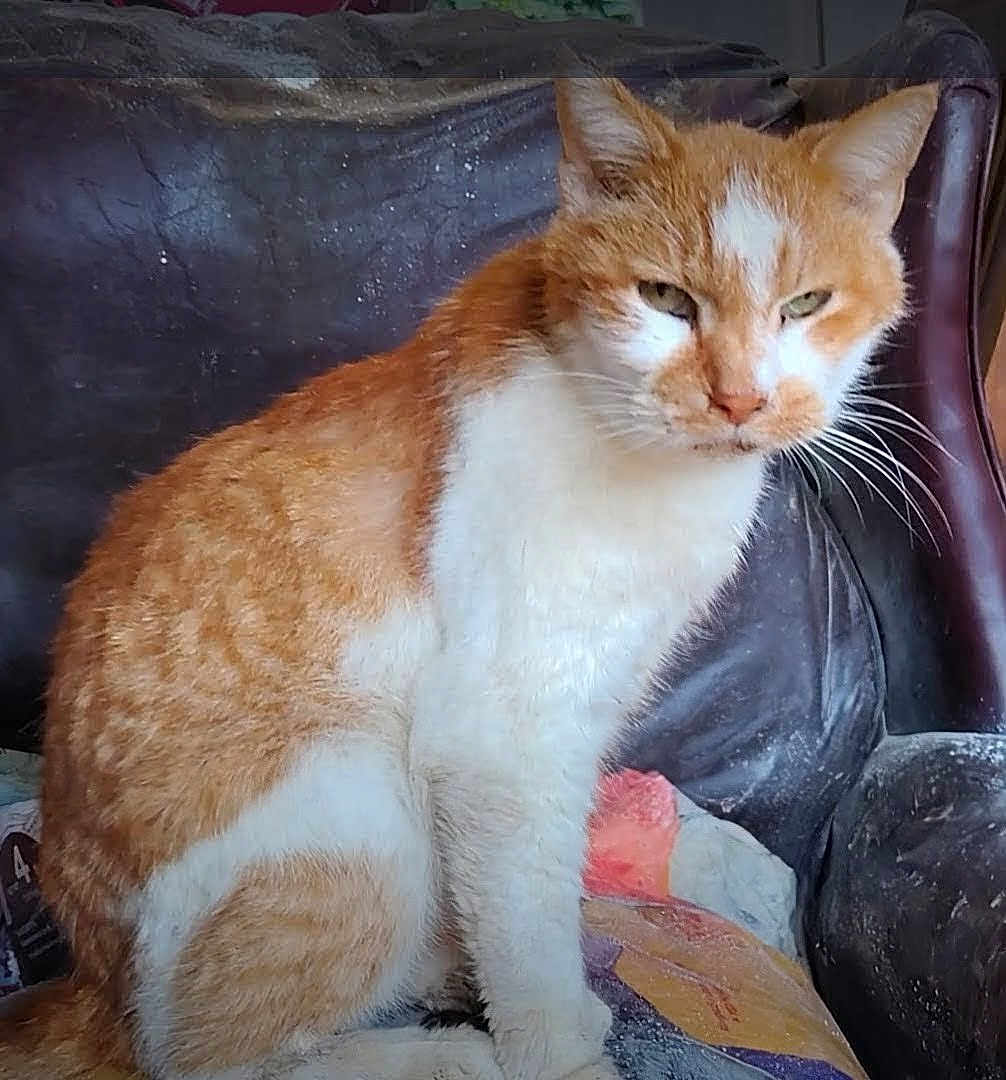 Simba