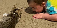 Ollie is registered to the contest to win money with this photo: animal, baby, carpet, casual, cat, child, close_up, collar, colorful_clothing, curious, cute, engagement, floor, indoor, interaction, lying_down, pet, striped_cat, texture, young_child