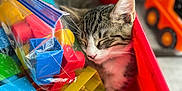 Ollie joined the competition — help win amazing prizes! kitten, cat, sleeping, red_bin, toys, building_blocks, colorful, plastic, indoor, close_up, blurred_background, toy_truck, pet, cozy, resting, feline, playroom, childrens_toys, cute, domestic_animal
