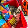 kitten, cat, sleeping, red_bin, toys, building_blocks, colorful, plastic, indoor, close_up, blurred_background, toy_truck, pet, cozy, resting, feline, playroom, childrens_toys, cute, domestic_animal
