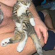 Ollie is registered to the contest to win money with this photo: cat, kitten, sleeping, tabby, pet, animal, relaxing, human_arm, furry, paw, tail, indoor, resting, cute, domestic_animal, mammal, whiskers, claws, collar, nap