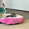Sandy joined the competition — help win amazing prizes! kitten, cat, pet_bed, pink, fluffy, carpet, indoor, furniture, door, resting, small, gray, cute, animal, cozy, home, relaxed, floor, sleepy, domestic
